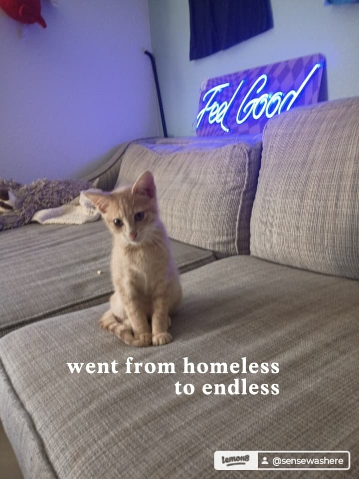 My kitty 6 My kitty 6